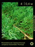 16-Можжевельник-горизонтальный-Juniperus-horizontalis-‘Plumosa’1