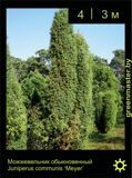 11-Можжевельник-обыкновенный-Juniperus-communis-‘Meyer'