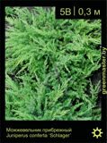 4-Можжевельник-прибрежный-Juniperus-conferta--‘Schlager’