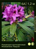 Рододендрон крупноцветковый Rhododendron ‘Rasputin’