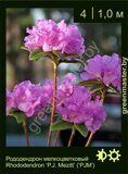 Рододендрон мелкоцветковый Rhododendron ‘P.J. Mezitt’