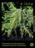 9-Можжевельник-обыкновенный-Juniperus-communis-‘Hornibrookii'