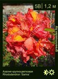 Азалия крупноцветковая Rhododendron ‘Sarina’