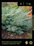 10-Можжевельник-виргинский-Juniperus-virginiana-‘Hetz’1