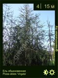 26-Ель-обыкновенная-Picea-abies-‘Virgata’