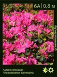 Азалия японская Rhododendron ‘Kermesina’