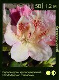 Рододендрон крупноцветковый Rhododendron ‘Casanova’