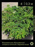 4-Можжевельник-обыкновенный-Juniperus-communis-‘Depressa-Aurea’