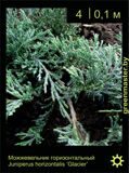 8-Можжевельник-горизонтальный-Juniperus-horizontalis-‘Glacier’