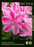 Азалия японская Rhododendron ‘Kermesina Rose’