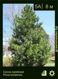 7-Сосна корейская-Pinus-koraiensis