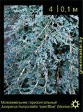 12-Можжевельник-горизонтальный-Juniperus-horizontalis-‘Icee-Blue’