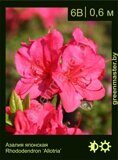 18 Азалия японская Rhododendron ‘Allotria’