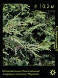 13-Можжевельник-обыкновенный-Juniperus-communis-‘Repanda'