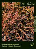 Вереск-обыкновенный-Calluna-vulgaris-‘Boskoop’