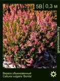 Вереск-обыкновенный-Calluna-vulgaris-‘Bonita’