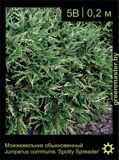 16-Можжевельник-обыкновенный-Juniperus-communis-‘Spotty-Spreader’