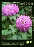 Рододендрон крупноцветковый Rhododendron ‘Roseum Elegans’