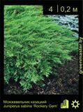 6-Можжевельник-казацкий-Juniperus-sabina-‘Rockery-Gem’-1