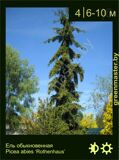 23-Ель-обыкновенная-Picea-abies-‘Rothenhaus’