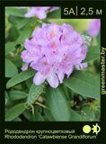 Рододендрон крупноцветковый Rhododendron ‘Catawbiense Grandiflorum’