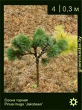 8-Сосна-горная-Pinus-mugo-‘Jakobsen’