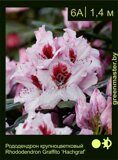 Рододендрон крупноцветковый Rhododendron Graffito ‘Hachgraf’