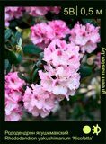 Рододендрон-якушиманский-Rhododendron-yakushimanum-‘Nicoletta’