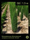 2-Можжевельник-обыкновенный-Juniperus-communis-‘Arnold'