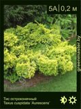 4-Тис-остроконечный-Taxus-cuspidata-‘Aurescens’