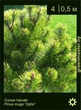 17-Сосна-горная-Pinus-mugo-‘Ophir’