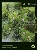 10-Сосна-горная-Pinus-mugo-‘Kobold’