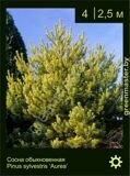 2-Сосна-обыкновенная-Pinus-sylvestris-‘Aurea’