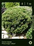 13-Сосна-горная-Pinus-mugo-‘Lilliput’