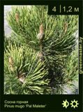 18-Сосна-горная-Pinus-mugo-‘Pal-Maleter’