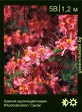 Азалия крупноцветковая Rhododendron ‘Cecile’