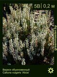 Вереск-обыкновенный-Calluna-vulgaris-‘Alicia’