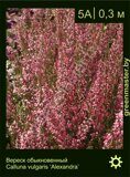 Вереск обыкновенный Calluna vulgaris ‘Alexandra’