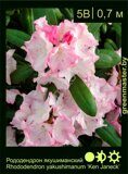 Рододендрон-якушиманский-Rhododendron-yakushimanum-‘Ken-Janeck’