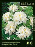 Азалия крупноцветковая Rhododendron ‘Persil’