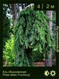 10-Ель-обыкновенная--Picea-abies-‘Frochburg’