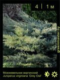 9-Можжевельник-виргинский-Juniperus-virginiana-‘Grey-Owl’