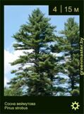 11-Сосна-веймутова-Pinus-strobus