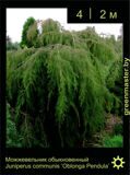 12-Можжевельник-обыкновенный-Juniperus-communis-‘Oblonga-Pendula'