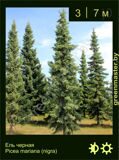 7-Ель-черная-Picea-mariana-(nigra)