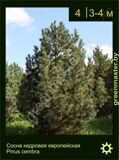 3-Сосна-кедровая-европейская-Pinus-cembra