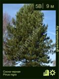 1-Сосна-черная-Pinus-nigra