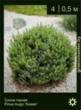 9-Сосна-горная-Pinus-mugo-‘Kissen’