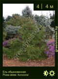 2-Ель-обыкновенная--Picea-abies-‘Acrocona’