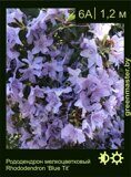 Рододендрон мелкоцветковый Rhododendron ‘Blue Tit’